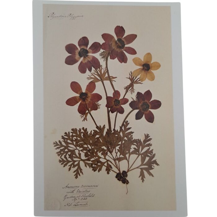 Postcards - Image 11