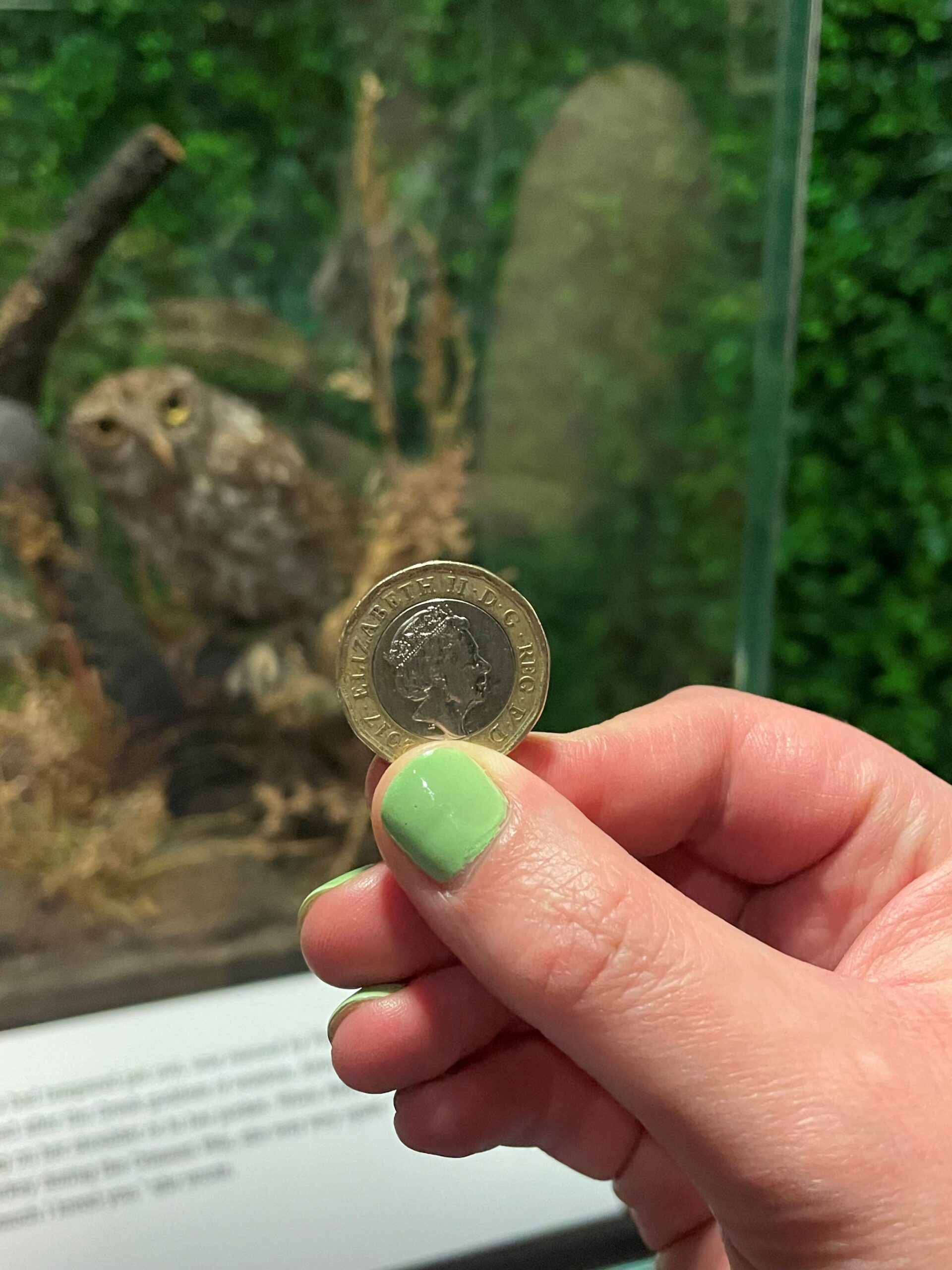 a hand hold a single pound coin in front of a museum case featuring an owl