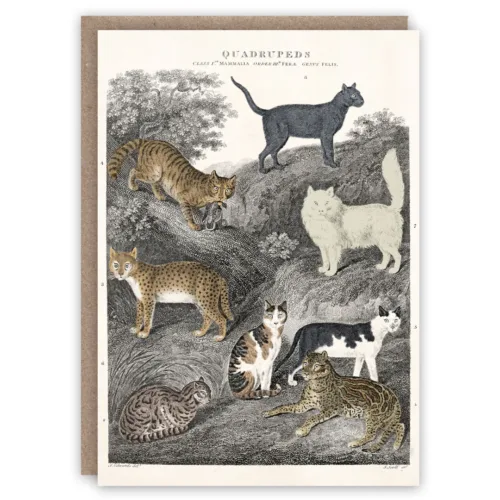 Card with vintage illustration of Cats, Quadrupeds